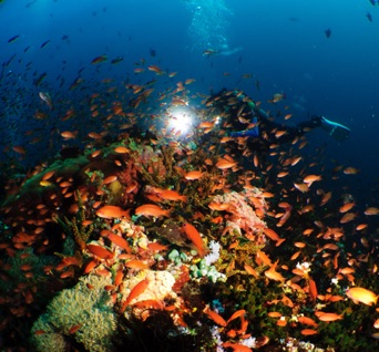 Verde Island